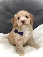 Oliver, a male Cockapoo for sale in Fredericksburg, OH – Photo 4 of 10