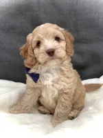 Oliver, a male Cockapoo for sale in Fredericksburg, OH – Photo 3 of 10