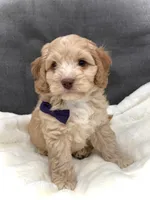 Oliver, a male Cockapoo for sale in Fredericksburg, OH – Photo 6 of 10