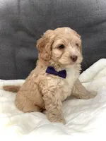 Oliver, a male Cockapoo for sale in Fredericksburg, OH – Photo 5 of 10