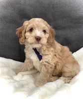 Oliver, a male Cockapoo for sale in Fredericksburg, OH – Photo 7 of 10