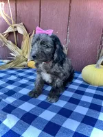 Daisy, a female Miniature Goldendoodle for sale in Fredericksburg, OH – 6 of 10