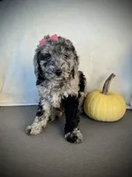 Zoey, a female Miniature Goldendoodle for sale in Fredericksburg, OH – 8 of 9