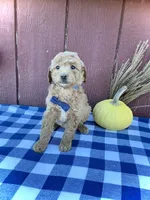 Teddy, a male Miniature Goldendoodle for sale in Fredericksburg, OH – 10 of 10