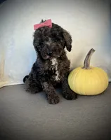 Patsy, a female Miniature Goldendoodle for sale in Fredericksburg, OH – 8 of 8