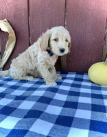 Phin, a male Miniature Goldendoodle for sale in Fredericksburg, OH – 3 of 10