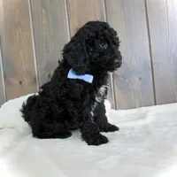Jordan, a male Miniature Goldendoodle for sale in Fredericksburg, OH – Photo 3 of 9