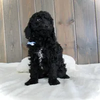 Jordan, a male Miniature Goldendoodle for sale in Fredericksburg, OH – Photo 8 of 9