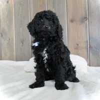 Jordan, a male Miniature Goldendoodle for sale in Fredericksburg, OH – Photo 5 of 9