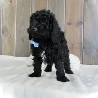 Jordan, a male Miniature Goldendoodle for sale in Fredericksburg, OH – Photo 6 of 9