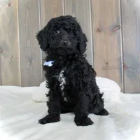 Jordan, a male Miniature Goldendoodle for sale in Fredericksburg, OH – Photo 7 of 9