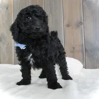Jordan, a male Miniature Goldendoodle for sale in Fredericksburg, OH – Photo 9 of 9