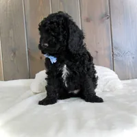 Jordan, a male Miniature Goldendoodle for sale in Fredericksburg, OH – Photo 4 of 9