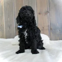 Jordan, a male Miniature Goldendoodle for sale in Fredericksburg, OH – Photo 1 of 9