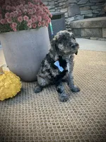 Trevor , a male Miniature Goldendoodle for sale in Fredericksburg, OH – 10 of 10
