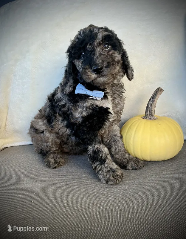 Trevor , a male Miniature Goldendoodle for sale in Fredericksburg, OH – 1 of 10