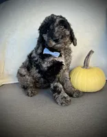 Trevor , a male Miniature Goldendoodle for sale in Fredericksburg, OH – 1 of 10