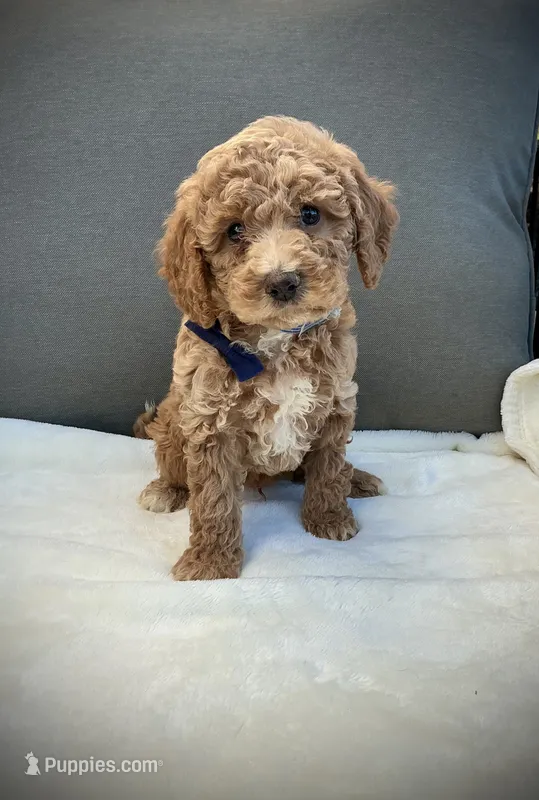 George, a male Miniature Goldendoodle for sale in Fredericksburg, OH – 1 of 10