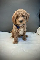 George, a male Miniature Goldendoodle for sale in Fredericksburg, OH – 1 of 10