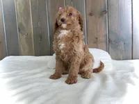 processed/001d64a9-2bec-4d57-a342-bde9cde89e8a/listing/4a449bc9-59fd-408d-a43d-b5c2a9da66d8/de3926cb-b1c4-43e8-99a4-e3730cb5ed17