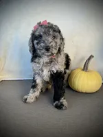 Zoey, a female Miniature Goldendoodle for sale in Fredericksburg, OH – 7 of 9