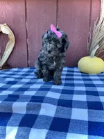 Izzy, a female Miniature Goldendoodle for sale in Fredericksburg, OH – 8 of 10