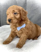 Theo, a male Miniature Goldendoodle for sale in Fredericksburg, OH – Photo 4 of 10