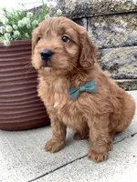 Theo, a male Miniature Goldendoodle for sale in Fredericksburg, OH – Photo 2 of 10