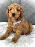 Theo, a male Miniature Goldendoodle for sale in Fredericksburg, OH – Photo 5 of 10