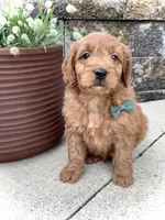 Theo, a male Miniature Goldendoodle for sale in Fredericksburg, OH – Photo 10 of 10