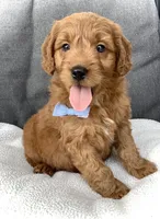 Theo, a male Miniature Goldendoodle for sale in Fredericksburg, OH – Photo 6 of 10