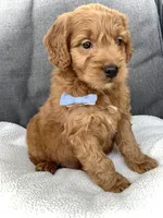 Theo, a male Miniature Goldendoodle for sale in Fredericksburg, OH – Photo 8 of 10