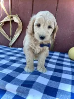 Phin, a male Miniature Goldendoodle for sale in Fredericksburg, OH – 2 of 10