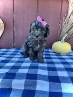 Izzy, a female Miniature Goldendoodle for sale in Fredericksburg, OH – 7 of 10