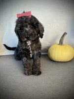 Patsy, a female Miniature Goldendoodle for sale in Fredericksburg, OH – 3 of 8