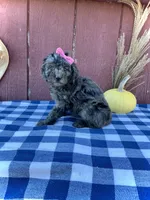Izzy, a female Miniature Goldendoodle for sale in Fredericksburg, OH – 4 of 10
