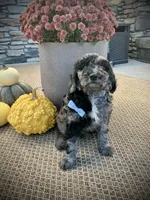 Trevor , a male Miniature Goldendoodle for sale in Fredericksburg, OH – 3 of 10
