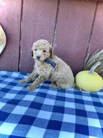 Teddy, a male Miniature Goldendoodle for sale in Fredericksburg, OH – 9 of 10