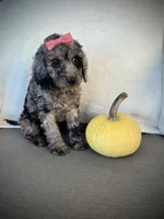 Lily, a female Miniature Goldendoodle for sale in Fredericksburg, OH – 3 of 9