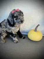 Zoey, a female Miniature Goldendoodle for sale in Fredericksburg, OH – 3 of 9