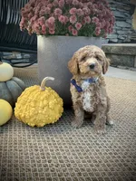 George, a male Miniature Goldendoodle for sale in Fredericksburg, OH – 7 of 10