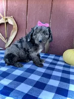 Daisy, a female Miniature Goldendoodle for sale in Fredericksburg, OH – 4 of 10