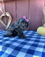 Izzy, a female Miniature Goldendoodle for sale in Fredericksburg, OH – 10 of 10