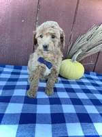 Teddy, a male Miniature Goldendoodle for sale in Fredericksburg, OH – 6 of 10