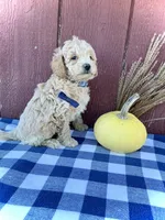 Scout, a male Miniature Goldendoodle for sale in Fredericksburg, OH – 4 of 10