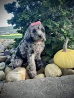 Lily, a female Miniature Goldendoodle for sale in Fredericksburg, OH – 5 of 9