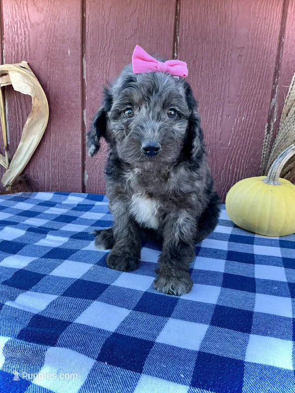 Daisy – Miniature Goldendoodle puppy for sale in Fredericksburg, OH