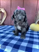 Daisy, a female Miniature Goldendoodle for sale in Fredericksburg, OH – 1 of 10