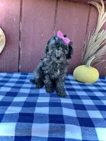Izzy, a female Miniature Goldendoodle for sale in Fredericksburg, OH – 6 of 10