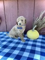 Teddy, a male Miniature Goldendoodle for sale in Fredericksburg, OH – 5 of 10